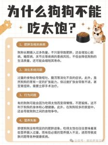 狗子新家紧张不吃？熟悉环境加互动，旧食物肉末帮适应（狗子换家后不吃狗粮就喝水）