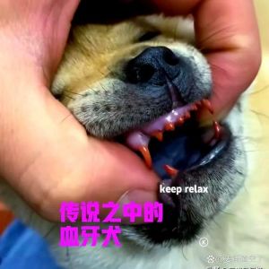 看本能眼缘性格（一窝6只狗怎么选）