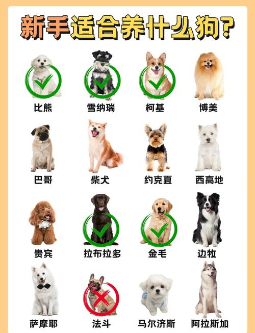 金毛拉布拉多,适合有小孩家庭(什么品种的狗狗最好养最温顺) 金毛拉布拉多,适合有小孩家庭(什么品种的狗狗最好养最温顺)
