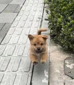 狗狗深夜报复性熬夜也劝主子睡觉（狗子站着不动看你）