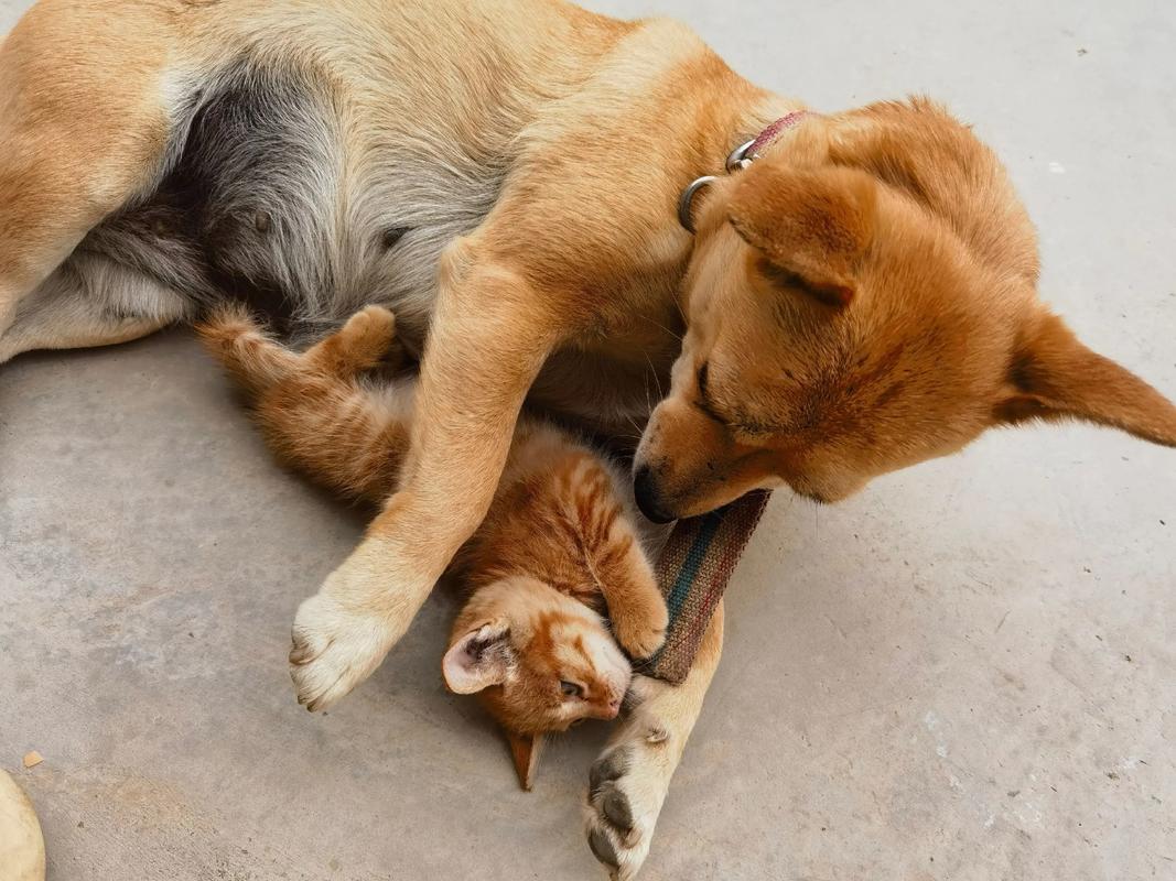 狗热情猫内敛,温顺表现有差异(狗和猫哪种更温顺) 狗热情猫内敛,温顺表现有差异(狗和猫哪种更温顺)