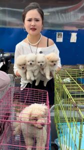 狗市选狗看健康，选对不后悔（狗市选狗怎么选）