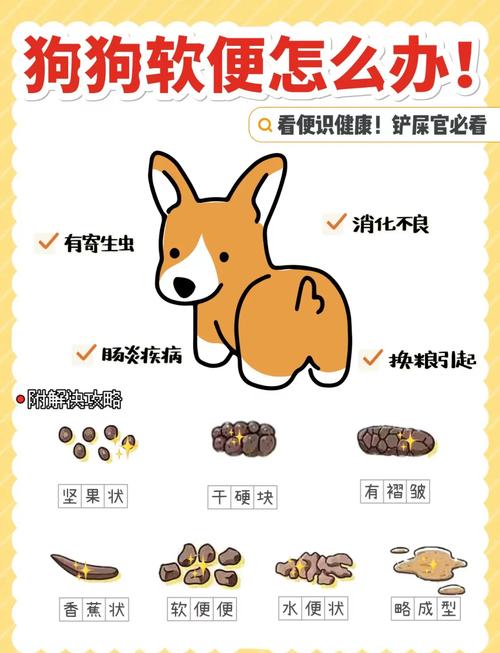 狗狗在家拉屎怎么办?(狗狗总是在家拉粑粑) 狗狗在家拉屎怎么办?(狗狗总是在家拉粑粑)