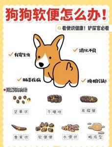 狗狗在家拉屎怎么办？（狗狗总是在家拉粑粑）