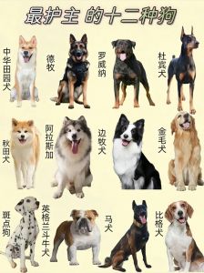 比熊马尔泰柯基等，适合忙碌生活（常用宠物狗品种）