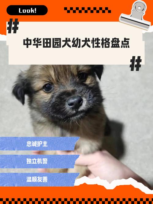 选小土狗看眼神胆量,温顺健康挑它!(土狗怎么挑选小狗) 选小土狗看眼神胆量,温顺健康挑它!(土狗怎么挑选小狗)