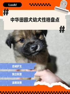 选小土狗看眼神胆量，温顺健康挑它！（土狗怎么挑选小狗）