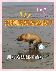 狗狗为啥总在隐蔽处拉屎？原因很简单（狗狗拉粑粑挑地方吗）