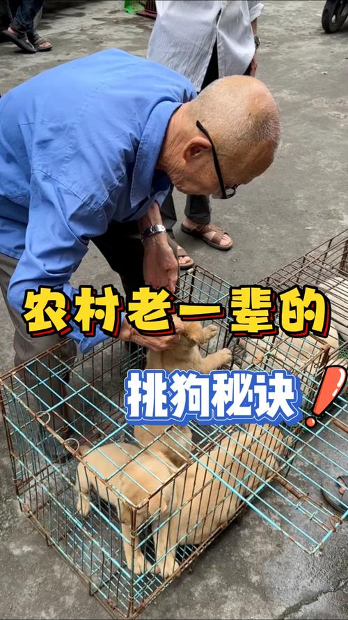 头大耳垂腿壮尾翘鼻湿更健康(在狗市上如何挑狗) 头大耳垂腿壮尾翘鼻湿更健康(在狗市上如何挑狗)