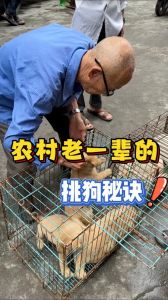选狗看头型耳朵眼神，稳重忠诚不生病（一窝土狗怎么挑最好的）