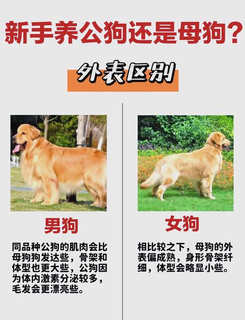 狗狗预产期算法与照顾指南(狗一般几个月生小狗) 狗狗预产期算法与照顾指南(狗一般几个月生小狗)