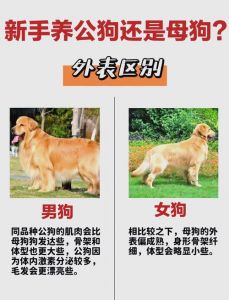 选犬看谱系幼选型，成犬重繁殖，购犬选正规犬舍（公狗配种成功可以挑选狗狗吗）