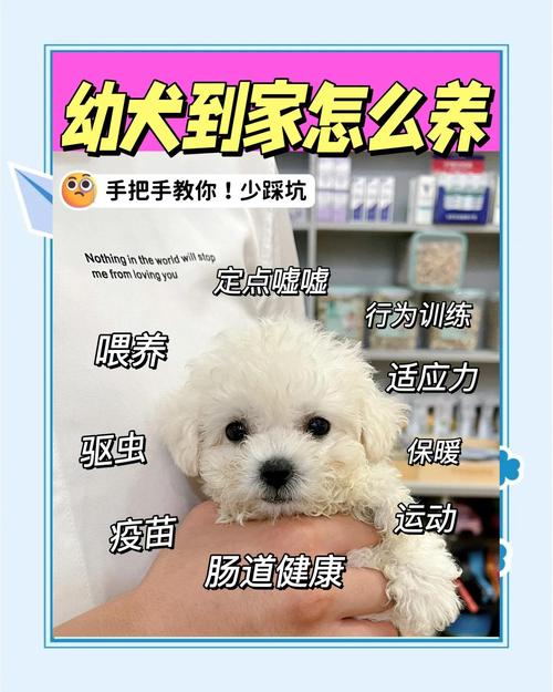 吃好环境安全健康检查适度社交小心清洁(最小最小的小狗怎么养) 吃好环境安全健康检查适度社交小心清洁(最小最小的小狗怎么养)
