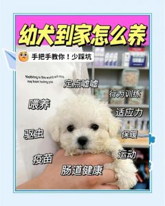 吃好环境安全健康检查适度社交小心清洁（最小最小的小狗怎么养）