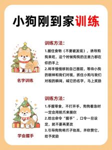 狗狗训练靠奖励不靠打，简单指令耐心教（训练狗狗的方法大全）