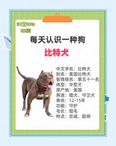 财产还是家庭成员？（狗算不算私人财产）