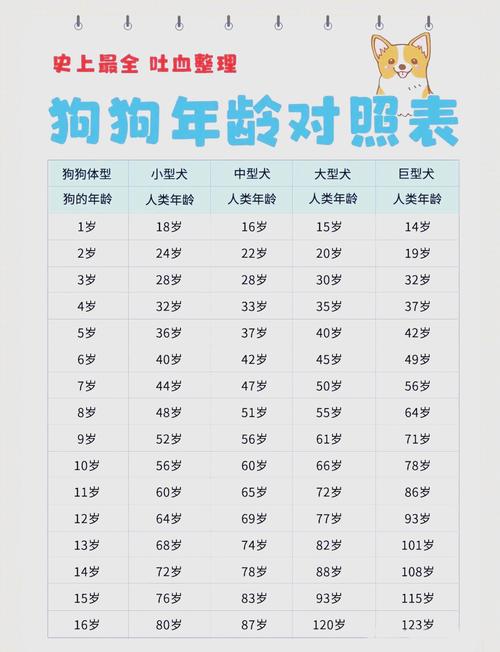 1岁约等于人类31岁(狗子的一岁相当于人类的几岁) 1岁约等于人类31岁(狗子的一岁相当于人类的几岁)