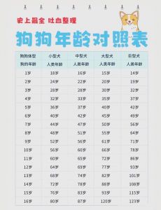 狗狗年龄换算人，寿命健康需关注（狗子一个月相当于人几岁）