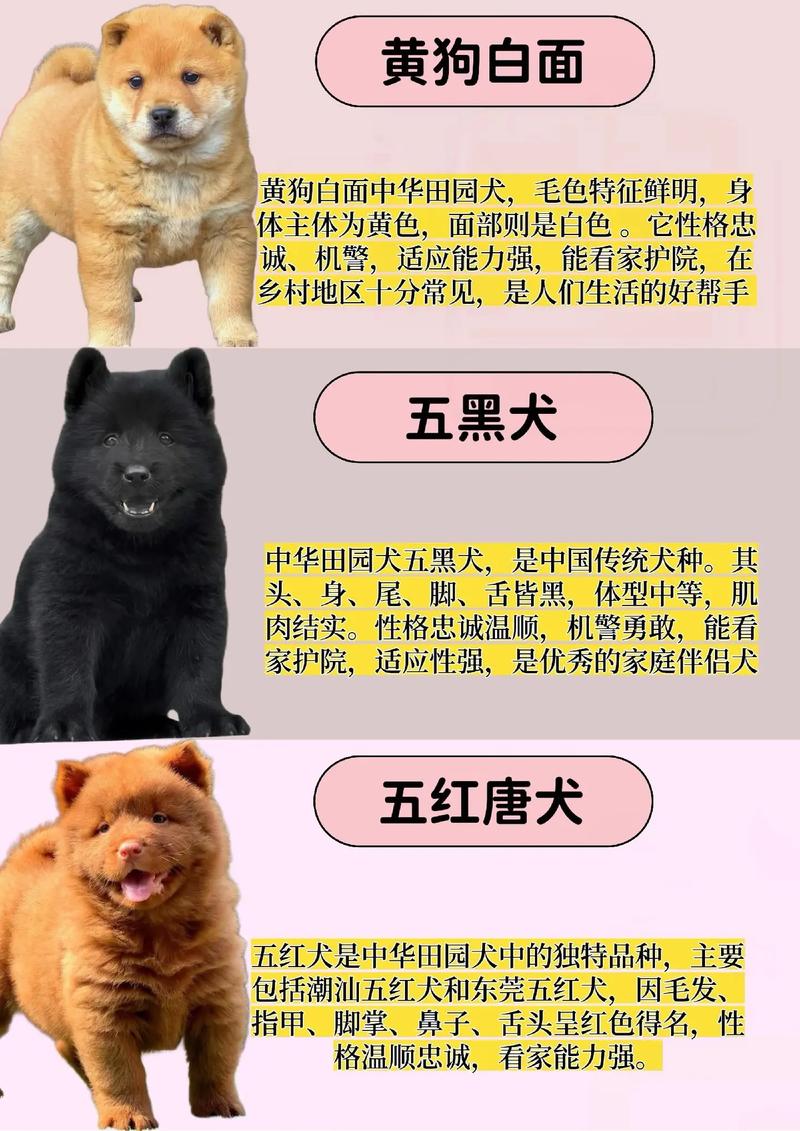 听叫声看行为,选对土狗保平安(相狗经专看土狗图解) 听叫声看行为,选对土狗保平安(相狗经专看土狗图解)