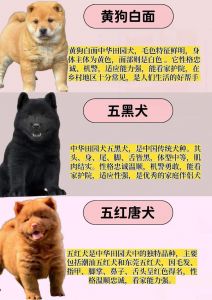 听叫声看行为，选对土狗保平安（相狗经专看土狗图解）