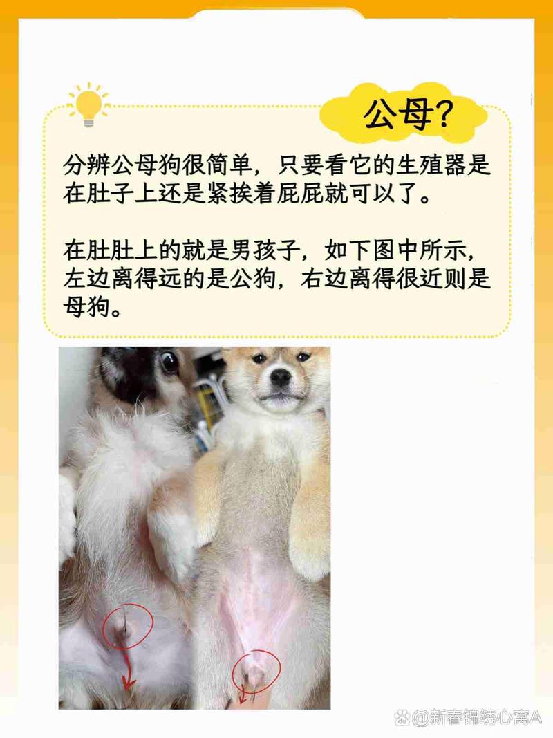 公狗母狗怎么选?价格性格饲养大对比(狗狗选公的还是母的好) 公狗母狗怎么选?价格性格饲养大对比(狗狗选公的还是母的好)