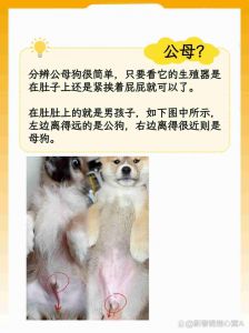 公狗母狗怎么选？价格性格饲养大对比（狗狗选公的还是母的好）