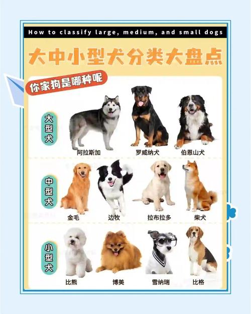 颜值性格并重,新手优选小型犬(家庭养宠物狗选什么品种) 颜值性格并重,新手优选小型犬(家庭养宠物狗选什么品种)