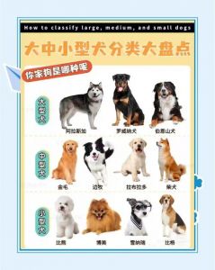 颜值性格并重，新手优选小型犬（家庭养宠物狗选什么品种）