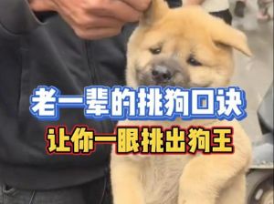 选狗王看基因活力胆识性格（挑狗王的正确方法）