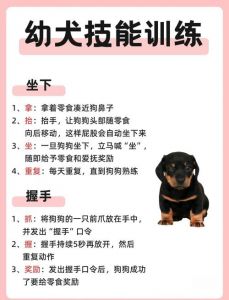 科学训练，简单有效（小土狗的正确训练方法）