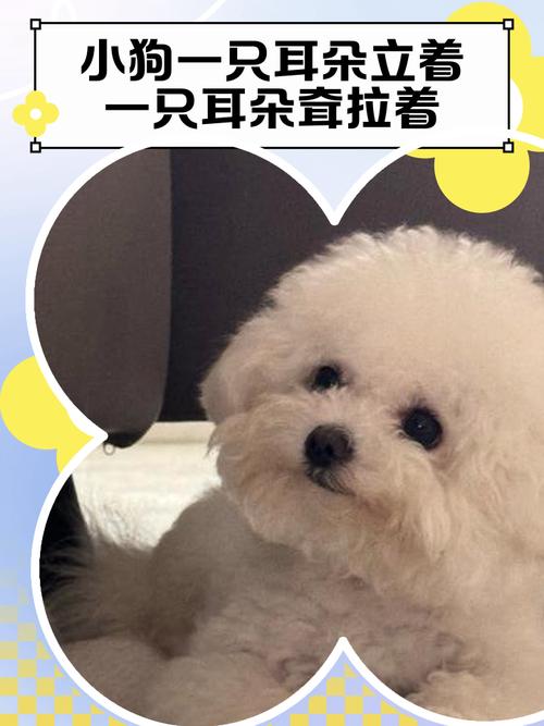 亲和力与生存的见证(垂耳朵狗狗品种图片) 亲和力与生存的见证(垂耳朵狗狗品种图片)