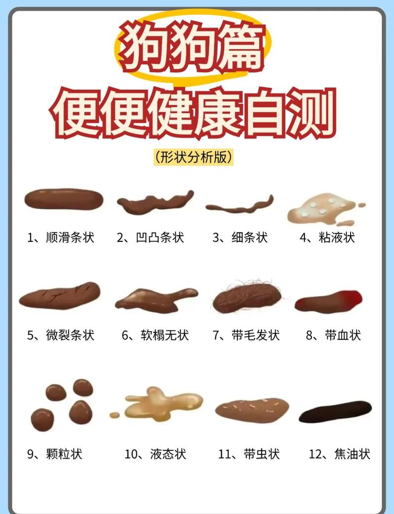小狗便便干白?食物或健康惹的祸,带看医生!(小狗拉的屎干还是白色的) 小狗便便干白?食物或健康惹的祸,带看医生!(小狗拉的屎干还是白色的)