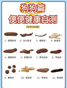 小狗便便干白？食物或健康惹的祸，带看医生！（小狗拉的屎干还是白色的）