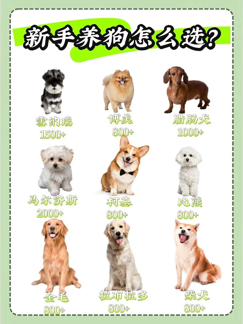比熊马尔泰柯基柴犬博美特点解析(最适合家养的狗狗排名) 比熊马尔泰柯基柴犬博美特点解析(最适合家养的狗狗排名)