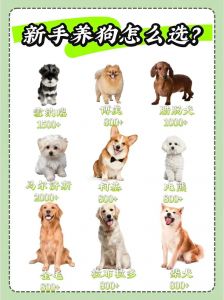 比熊马尔泰柯基柴犬博美特点解析（最适合家养的狗狗排名）