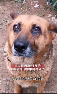 狗狗哭闹是什么原因？（狗狗为什么会像人一样的哭）
