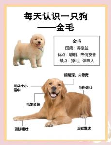 聪明通人性，温柔守护神！（如果只能选一种狗狗来养 你会选金毛吗）
