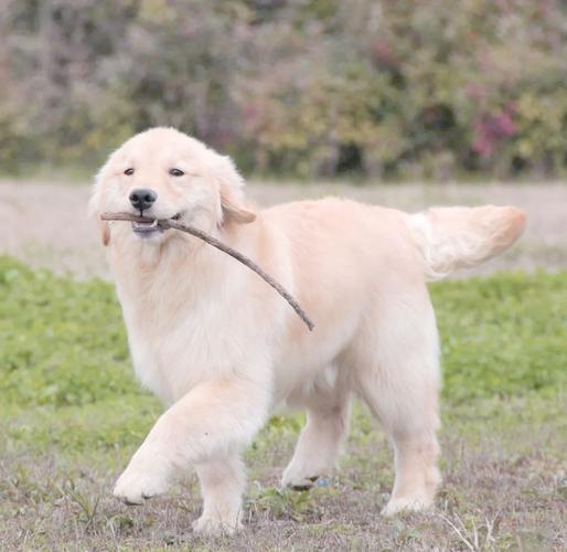 适合家庭的温顺小型犬品种推荐(最温顺的小狗品种) 适合家庭的温顺小型犬品种推荐(最温顺的小狗品种)