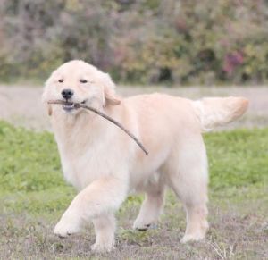 适合家庭的温顺小型犬品种推荐（最温顺的小狗品种）