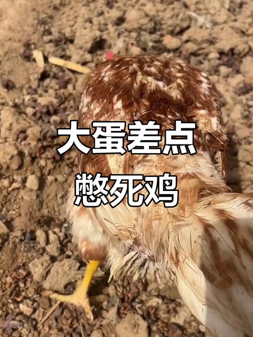 北京鸡了狗子指苍耳,方言有啥好玩的?(鸡了狗子是哪的方言) 北京鸡了狗子指苍耳,方言有啥好玩的?(鸡了狗子是哪的方言)
