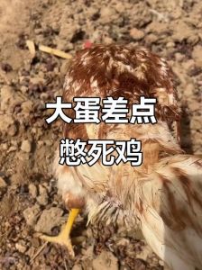 北京鸡了狗子指苍耳，方言有啥好玩的？（鸡了狗子是哪的方言）