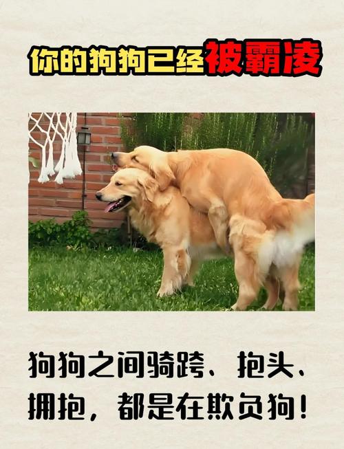 封杀电击操控狗主人，引发公愤！（小众圈子主人辱骂小狗的方式）