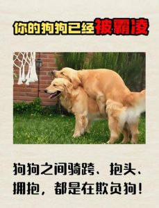 封杀电击操控狗主人，引发公愤！（小众圈子主人辱骂小狗的方式）