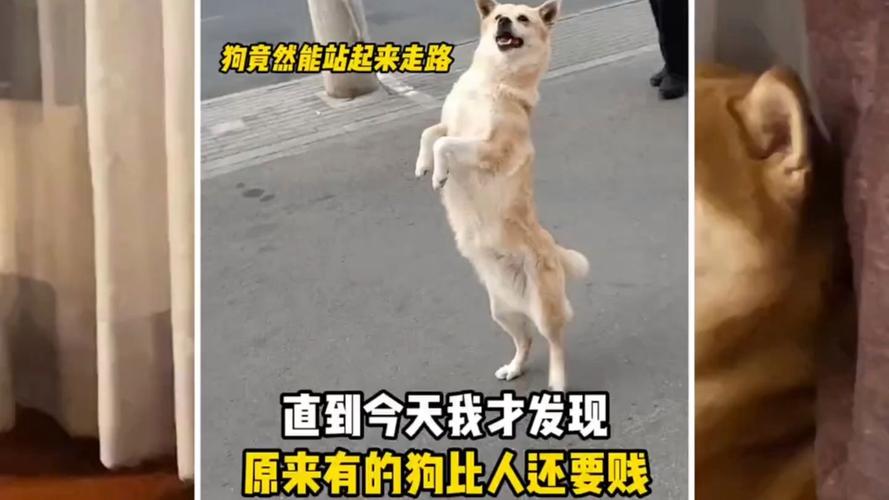 狗狗的调皮行为,其实都是爱的表达(小狗是主人最贱的狗狗) 狗狗的调皮行为,其实都是爱的表达(小狗是主人最贱的狗狗)