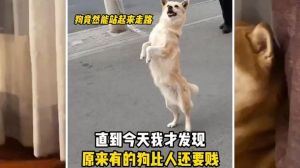 狗狗的调皮行为，其实都是爱的表达（小狗是主人最贱的狗狗）