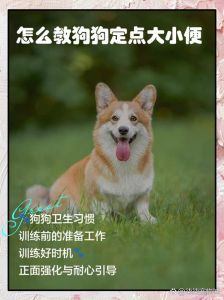 狗狗闻气味定点上厕所训练（小狗狗怎么教它上厕所）