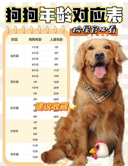 狗狗一年等于人类几岁?科学换算方法(狗10年相当于人几岁) 狗狗一年等于人类几岁?科学换算方法(狗10年相当于人几岁)