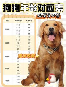 狗狗一年等于人类几岁？科学换算方法（狗10年相当于人几岁）