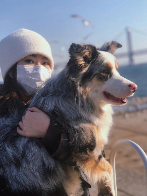 空姐收养阿根廷流浪狗,跨越国境的爱心之旅(宠物狗和美女配对成功) 空姐收养阿根廷流浪狗,跨越国境的爱心之旅(宠物狗和美女配对成功)