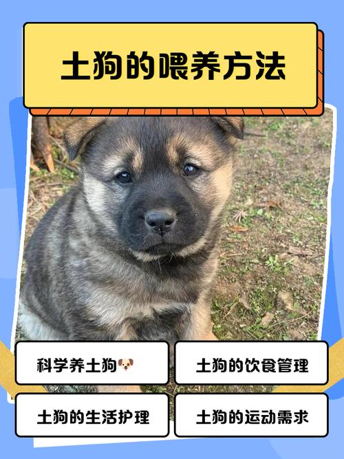 捂嘴奖励隔离安抚(什么办法让土狗不叫) 捂嘴奖励隔离安抚(什么办法让土狗不叫)